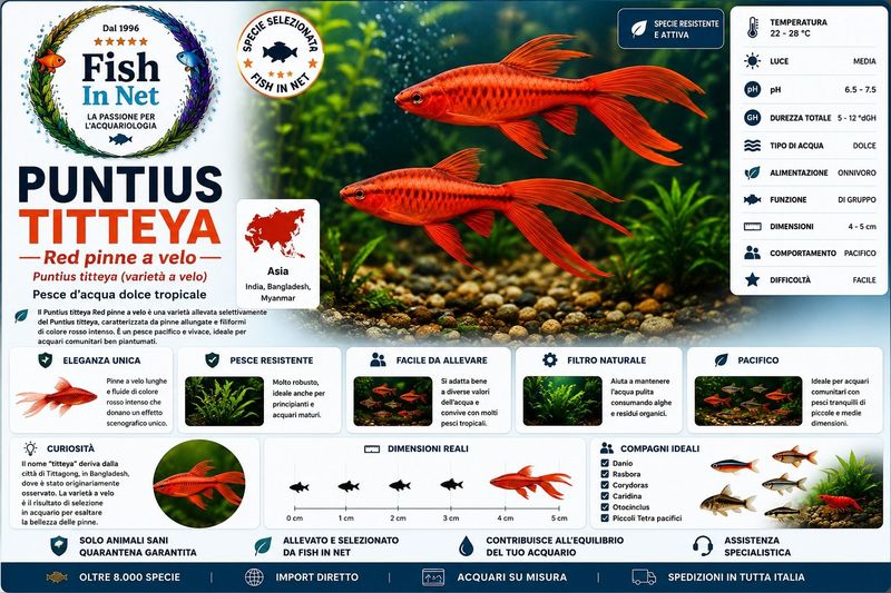 PUNTIUS TITTEYA - RED PINNE A VELO PUNTIUS TITTEYA - RED PINNE A VELO