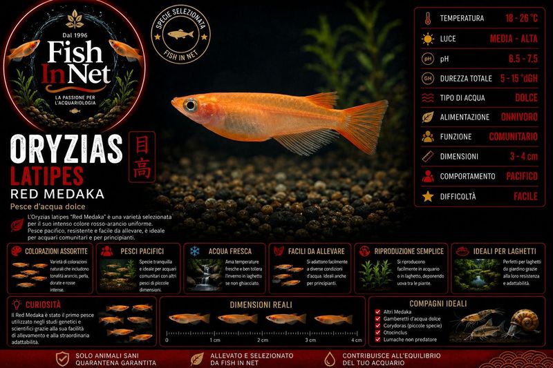 ORYZIAS LATIPES  RED MEDAKA