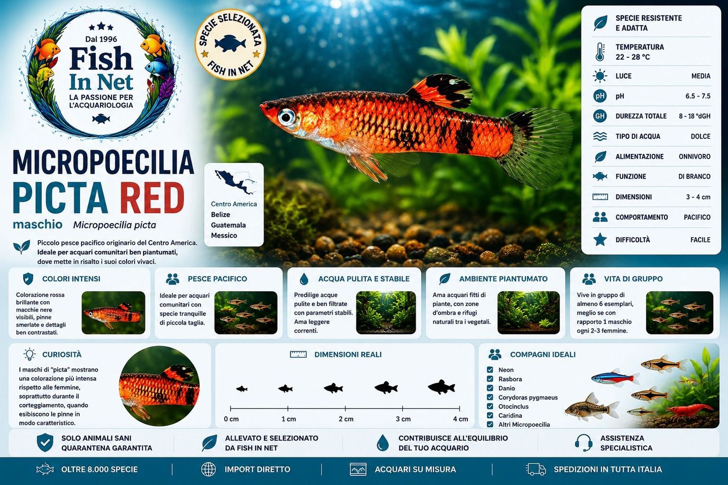 MICROPOECILIA PICTA RED maschio MICROPOECILIA PICTA RED maschio