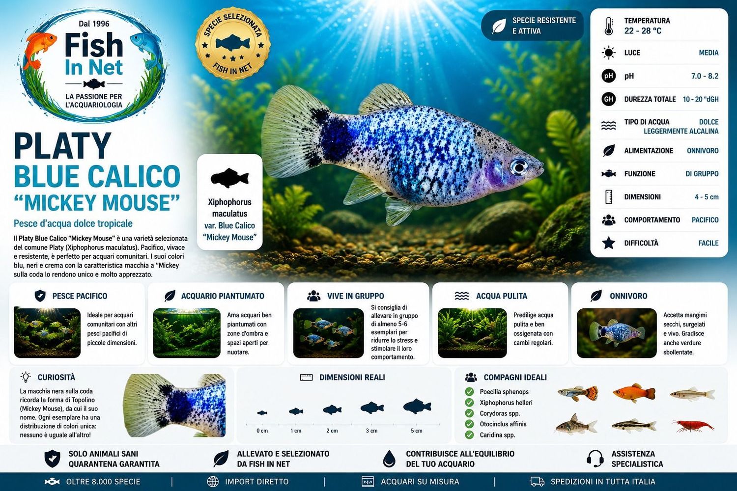 PLATY BLUE CALICO PLATY BLUE CALICO
