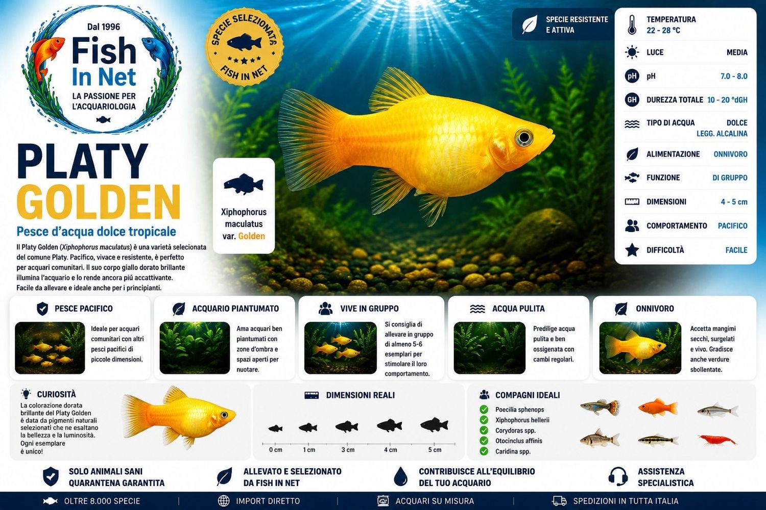 PLATY GOLDEN PLATY GOLDEN