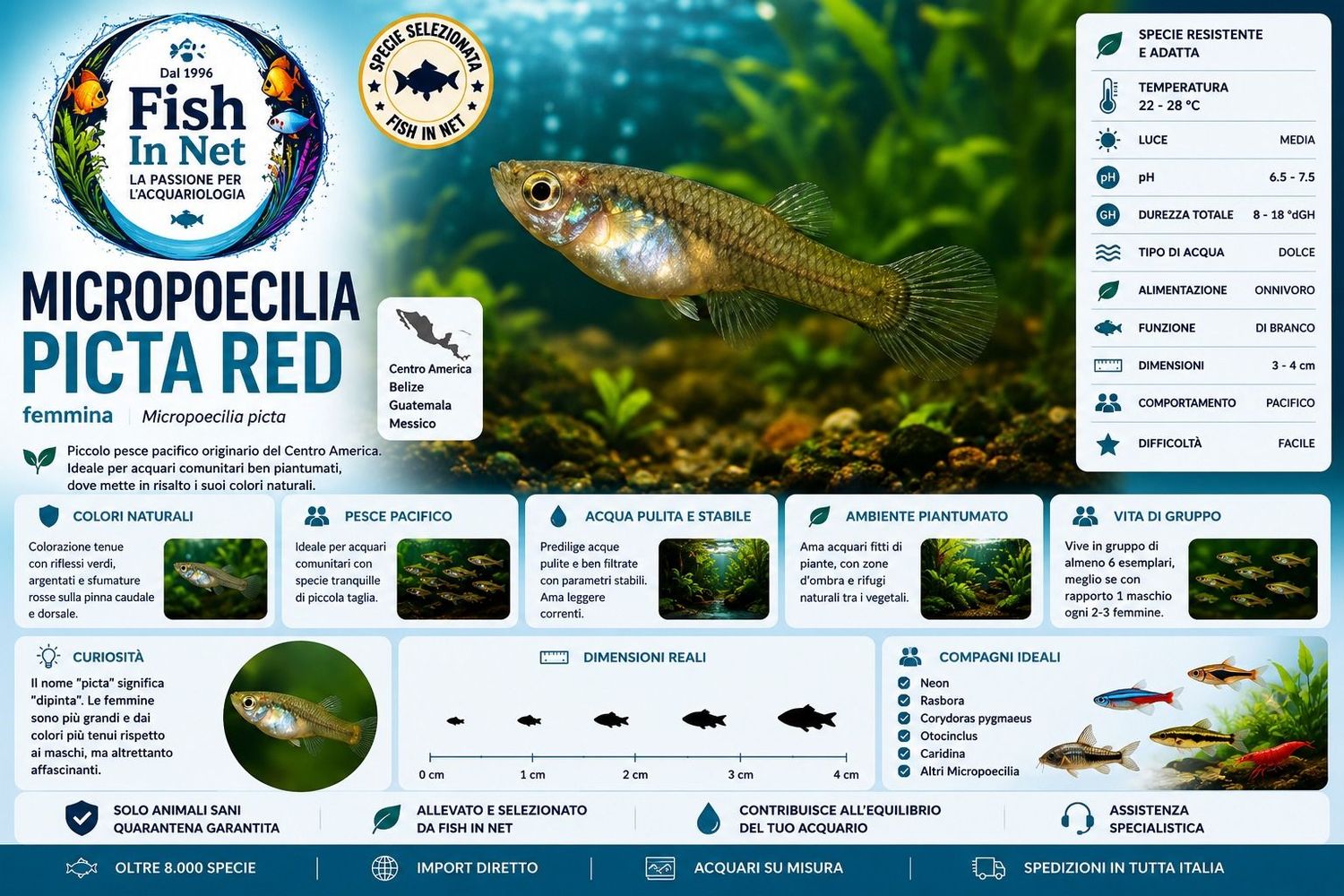 MICROPOECILIA PICTA RED femmina