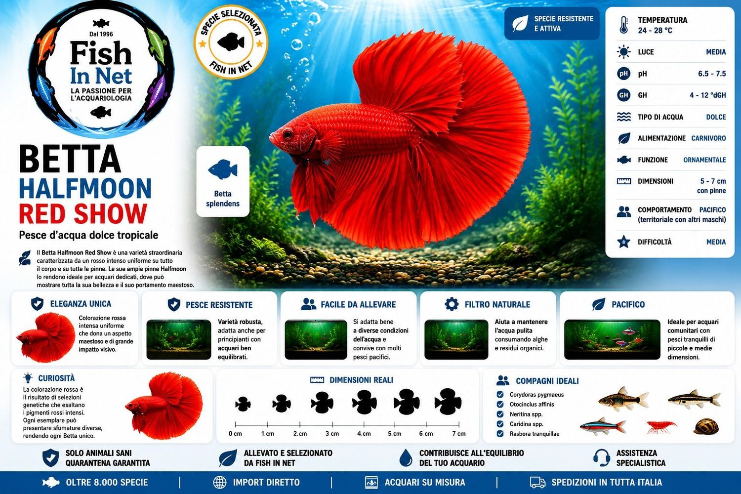 BETTA MASCHIO HALFMOON RED SHOW BETTA MASCHIO HALFMOON RED SHOW