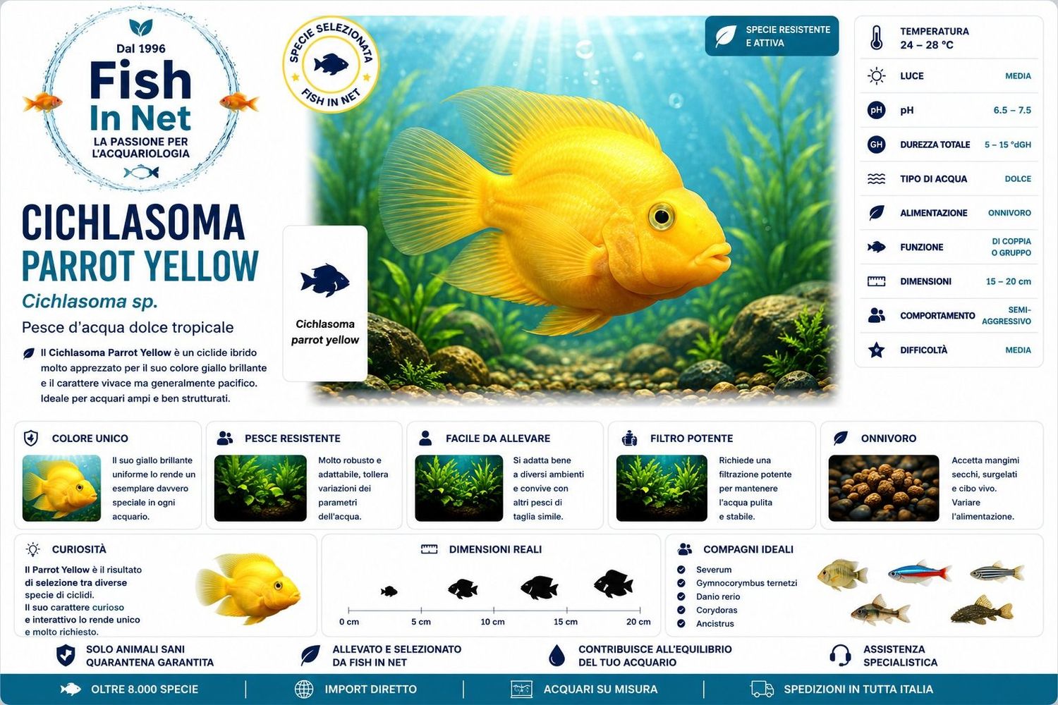 CICHLASOMA PARROT YELLOW