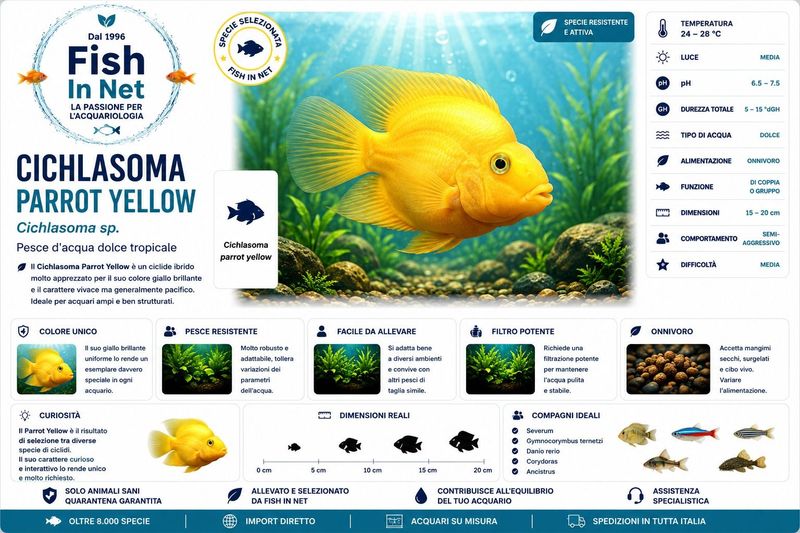 CICHLASOMA PARROT YELLOW