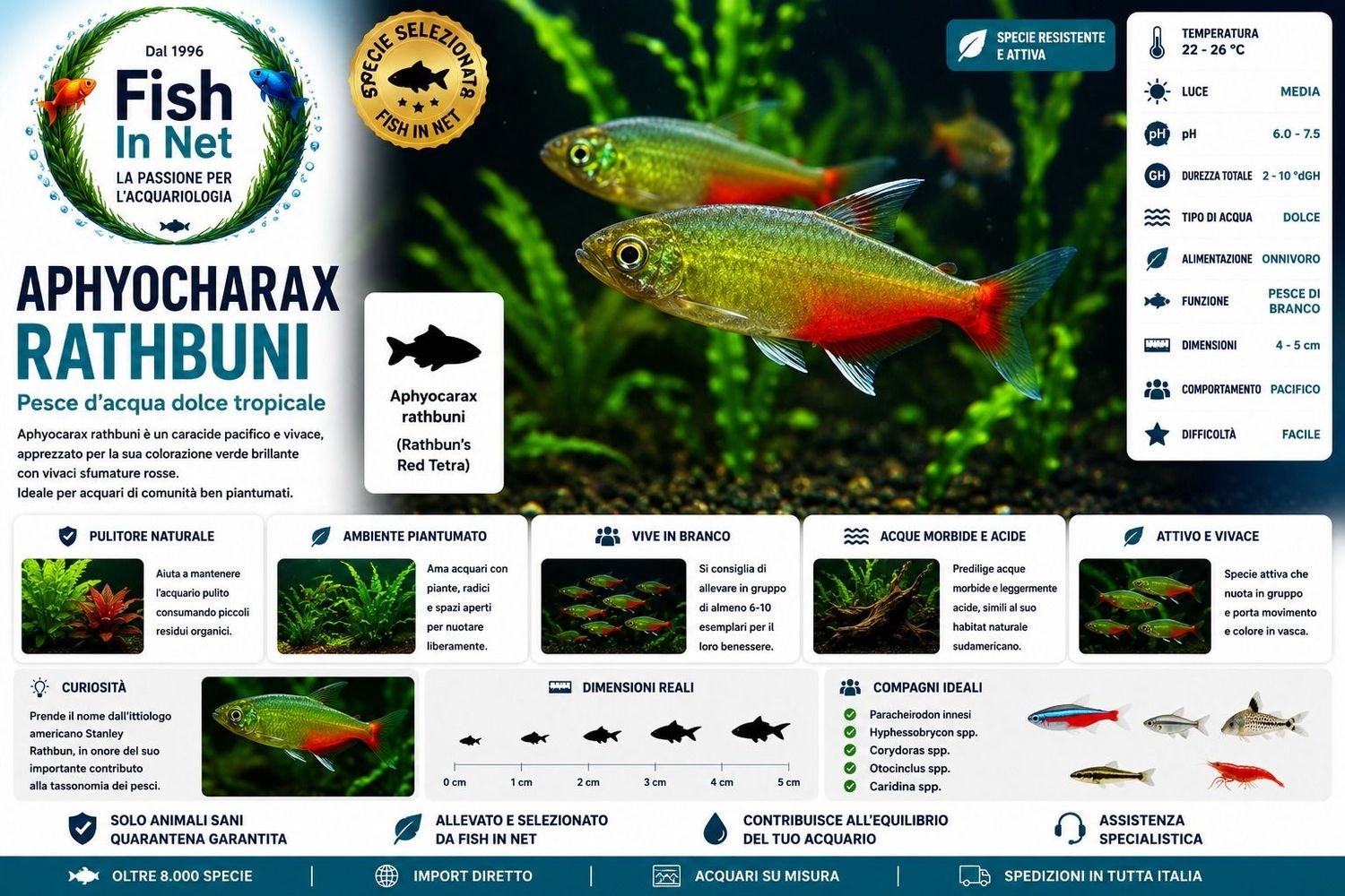 APHYOCHARAX RATHBUNI MD