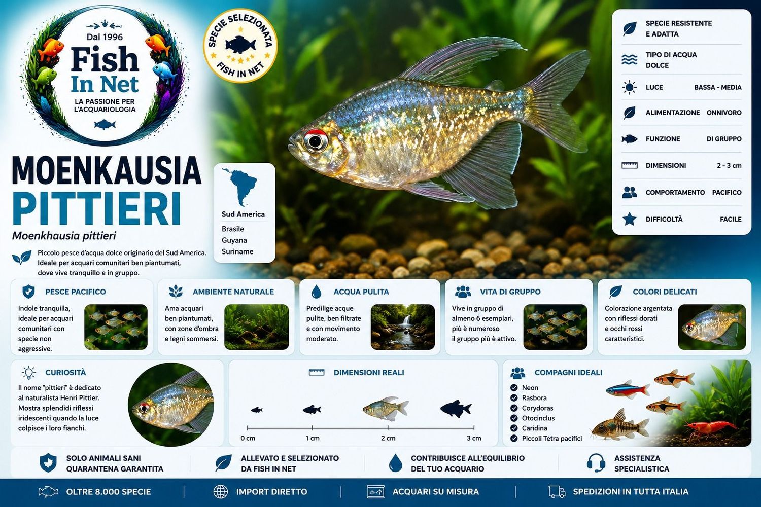 MOENKAUSIA PITTIERI MOENKAUSIA PITTIERI