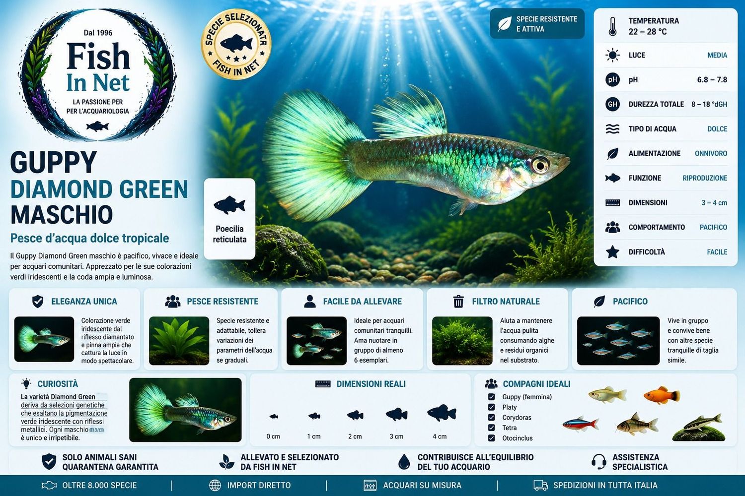 GUPPY MASCHIO DIAMOND GREEN GUPPY MASCHIO DIAMOND GREEN