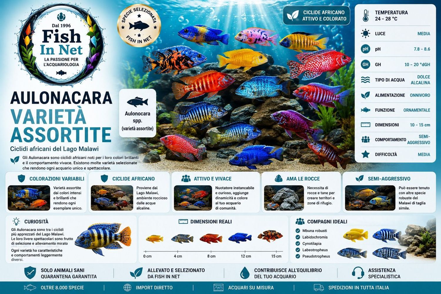 AULONACARA VARIETA' ASSORTITE 8/10 CM AULONACARA VARIETA' ASSORTITE 8/10 CM