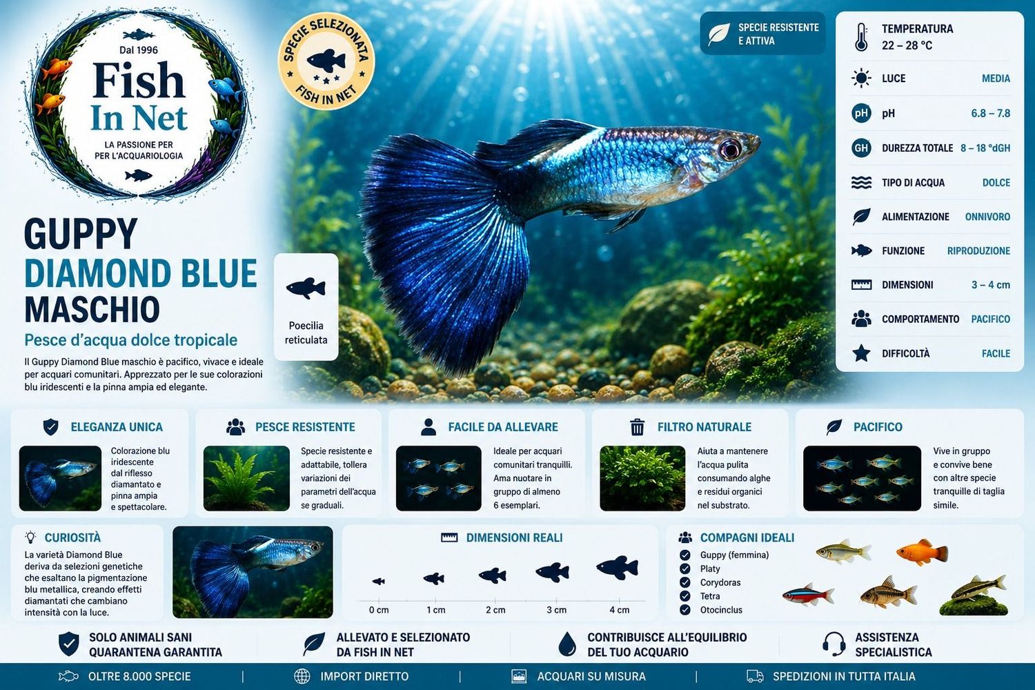 GUPPY MASCHIO DIAMOND BLUE GUPPY MASCHIO DIAMOND BLUE
