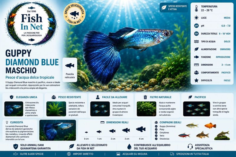 GUPPY MASCHIO DIAMOND BLUE
