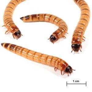 Zophobas morio Caimani (Kaimani) Zophobas morio Caimani (Kaimani)