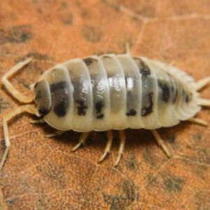 Porcellio laevis “Dairy Cow” Porcellio laevis “Dairy Cow”