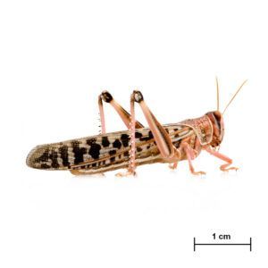 Locusta gregaria Adult Locusta gregaria Adult