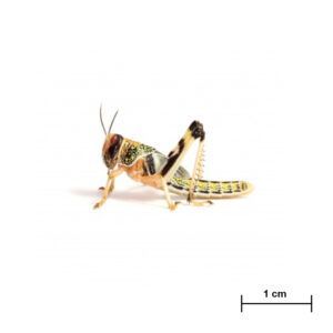 Locusta gregaria medium Locusta gregaria medium