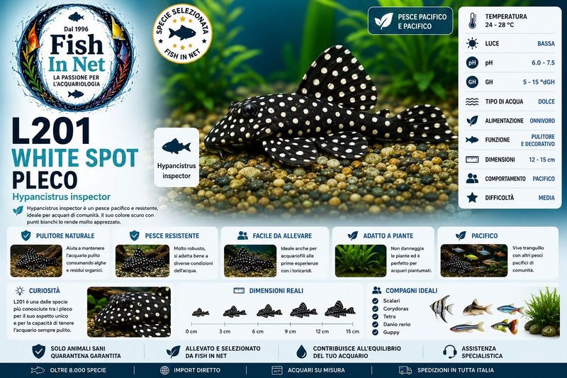 HYPANCISTRUS INSPECTOR - L201 WHITE SPOT PLECO