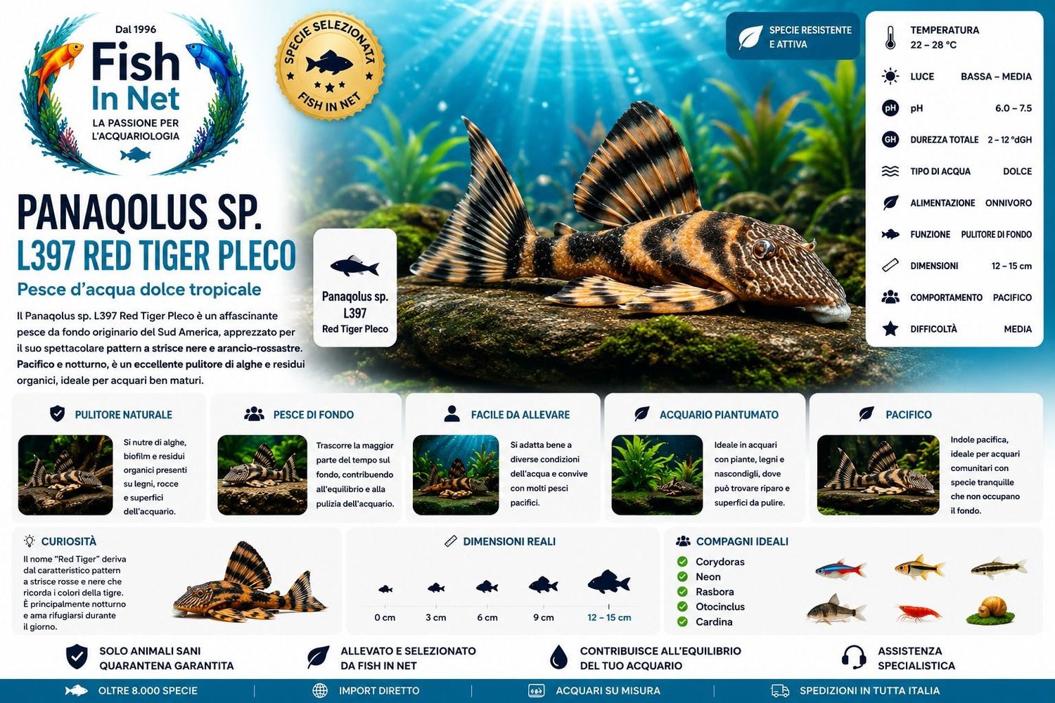 PANAQOLUS SP. L397 RED TIGER PLECO