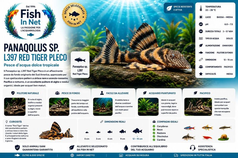 PANAQOLUS SP. L397 RED TIGER PLECO