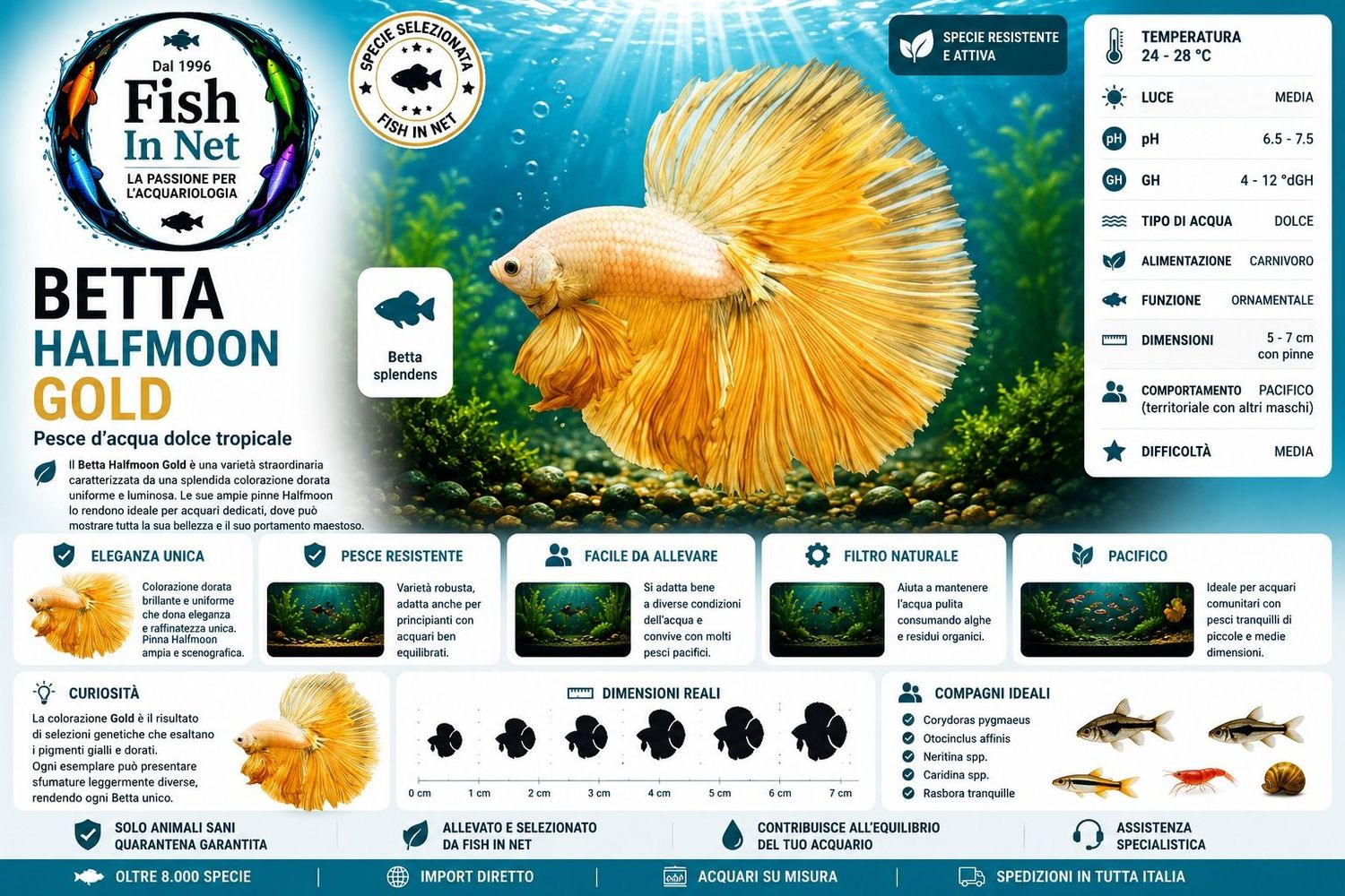 BETTA MASCHIO HALFMOON GOLD BETTA MASCHIO HALFMOON GOLD