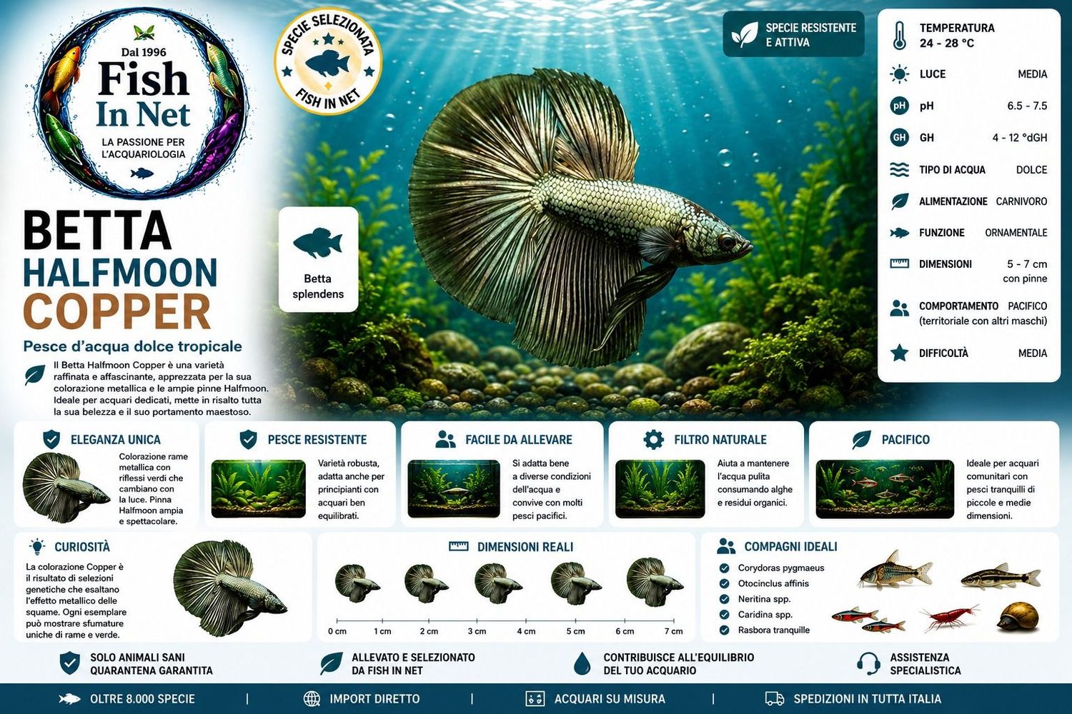 BETTA MASCHIO HALFMOON COPPER BETTA MASCHIO HALFMOON COPPER