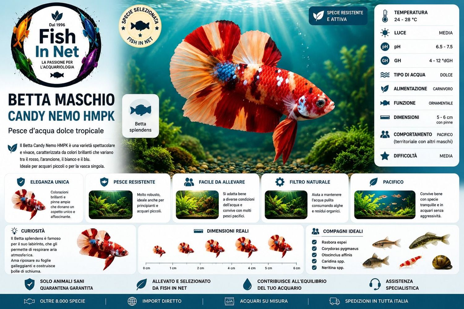 BETTA MASCHIO CANDY NEMO HMPK BETTA MASCHIO CANDY NEMO HMPK