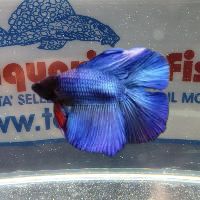 BETTA MASCHIO LYRETAIL