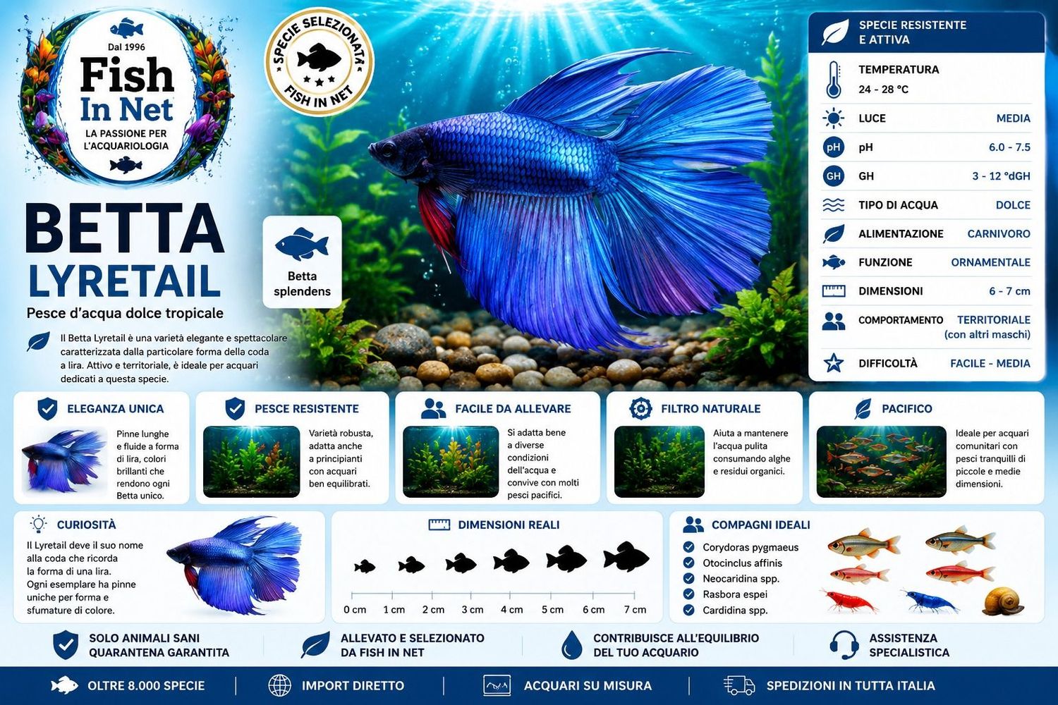 BETTA MASCHIO LYRETAIL BETTA MASCHIO LYRETAIL