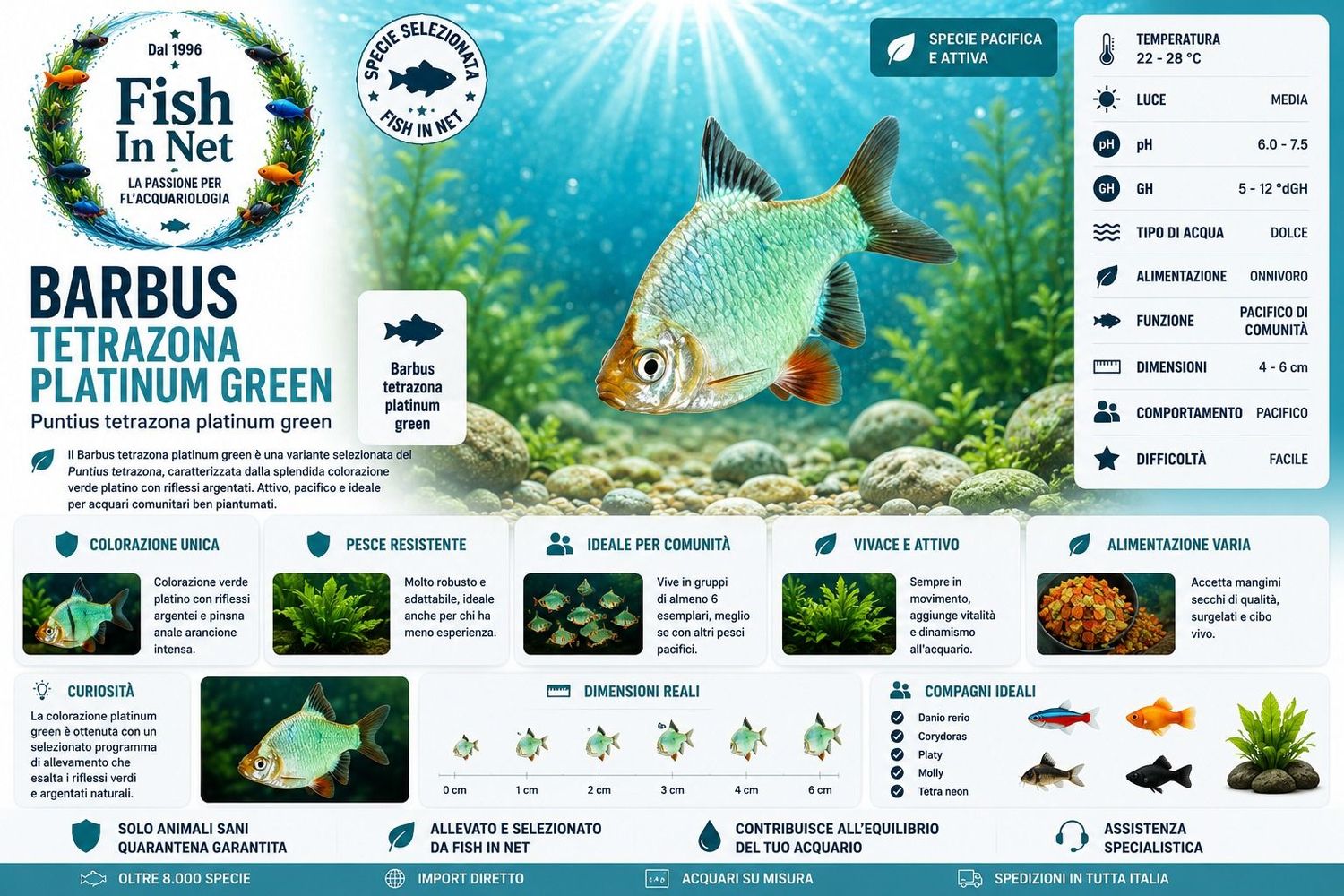 BARBUS TETRAZONA PLATINUM GREEN