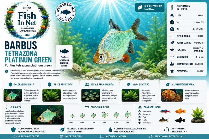 BARBUS TETRAZONA PLATINUM GREEN BARBUS TETRAZONA PLATINUM GREEN