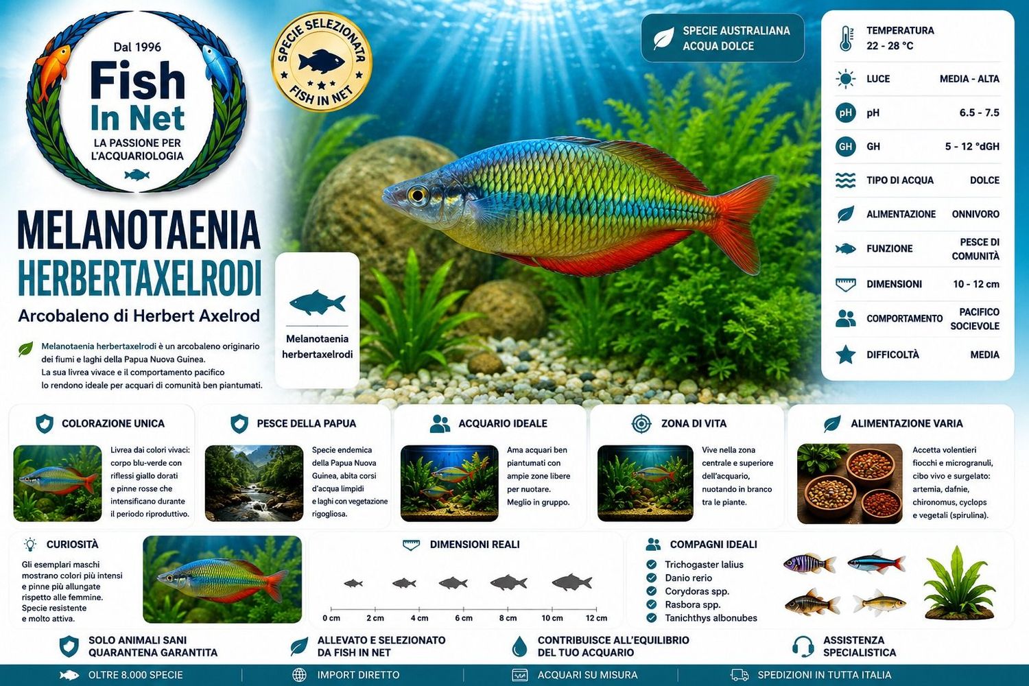 MELANOTAENIA HERBERTAXELRODI MELANOTAENIA HERBERTAXELRODI