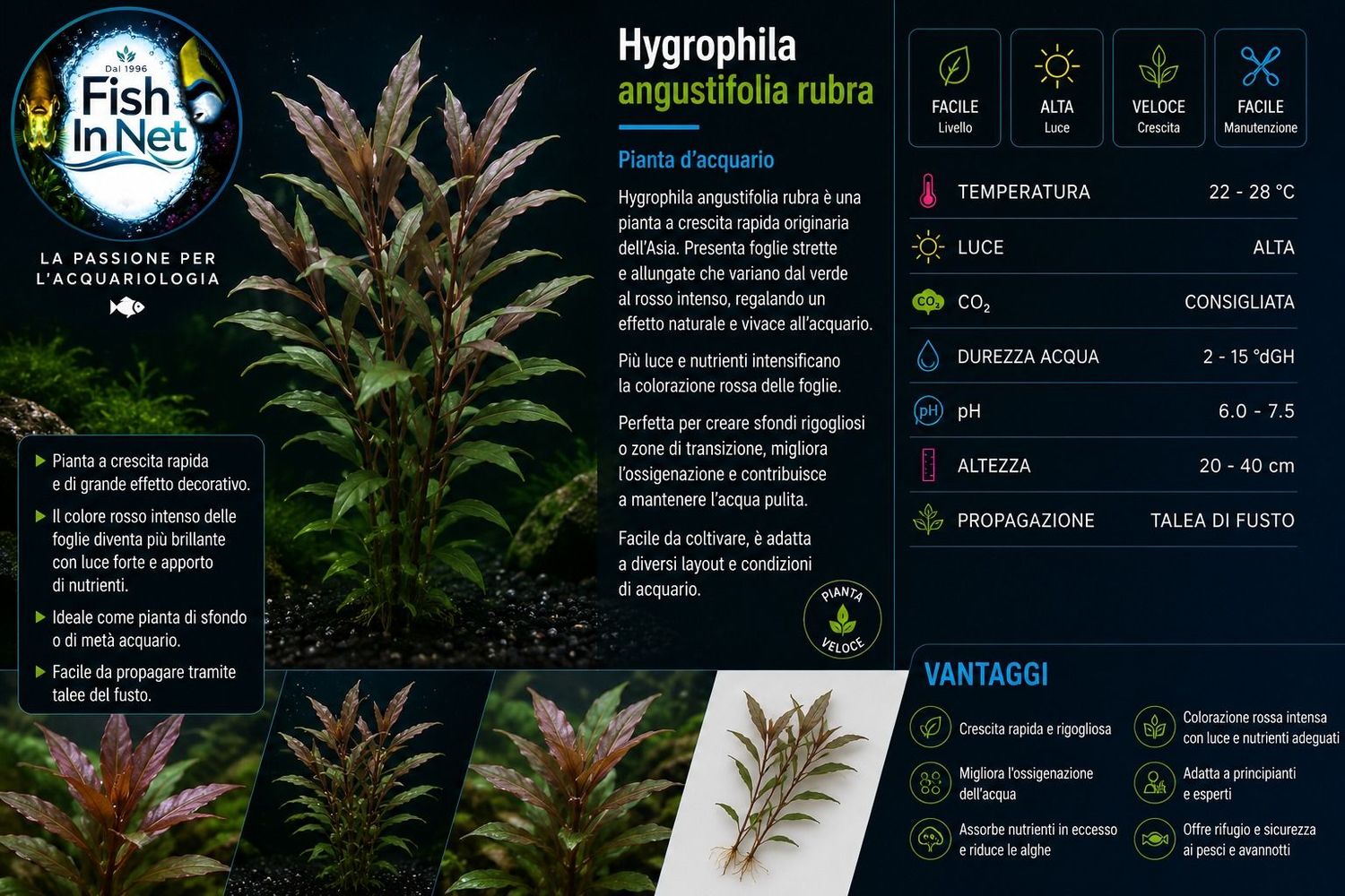 Hygrophila angustifolia rubra Hygrophila angustifolia rubra