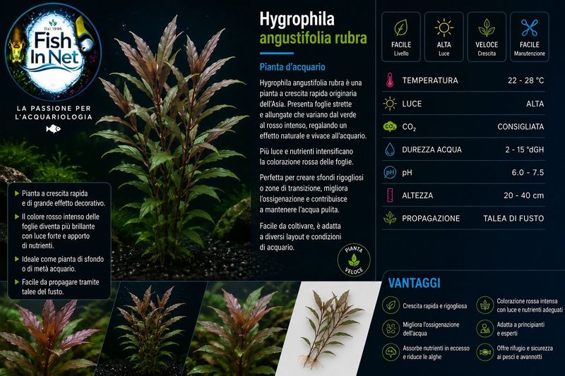 Hygrophila angustifolia rubra