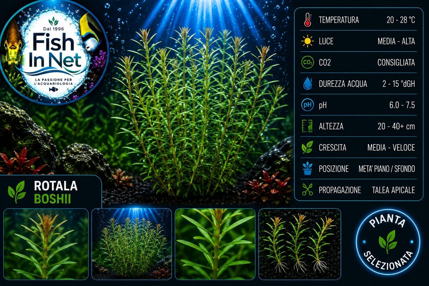 Rotala boshii Rotala boshii