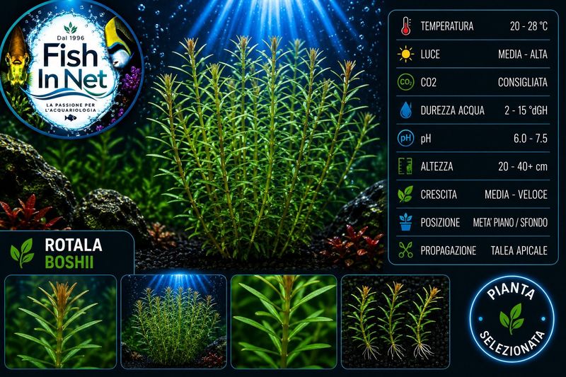 Rotala boshii