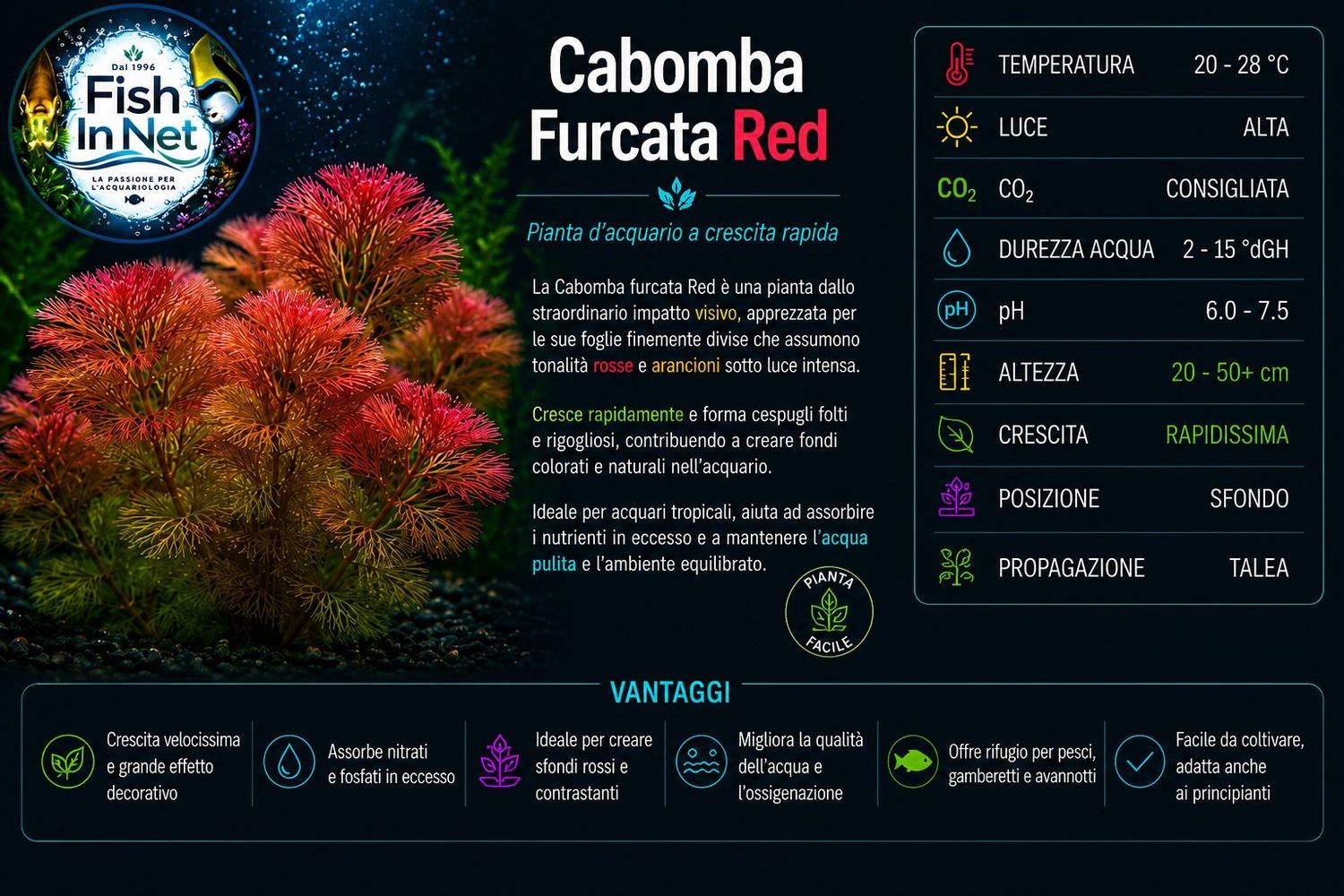 Cabomba Furcata red Cabomba Furcata red