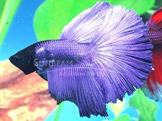 BETTA MASCHIO HALFMOON BLUE
