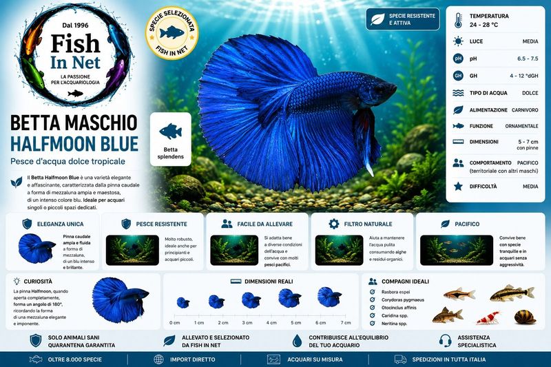 BETTA MASCHIO HALFMOON BLUE