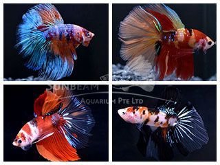 BETTA MASCHIO HALFMOON CANDY NEMO
