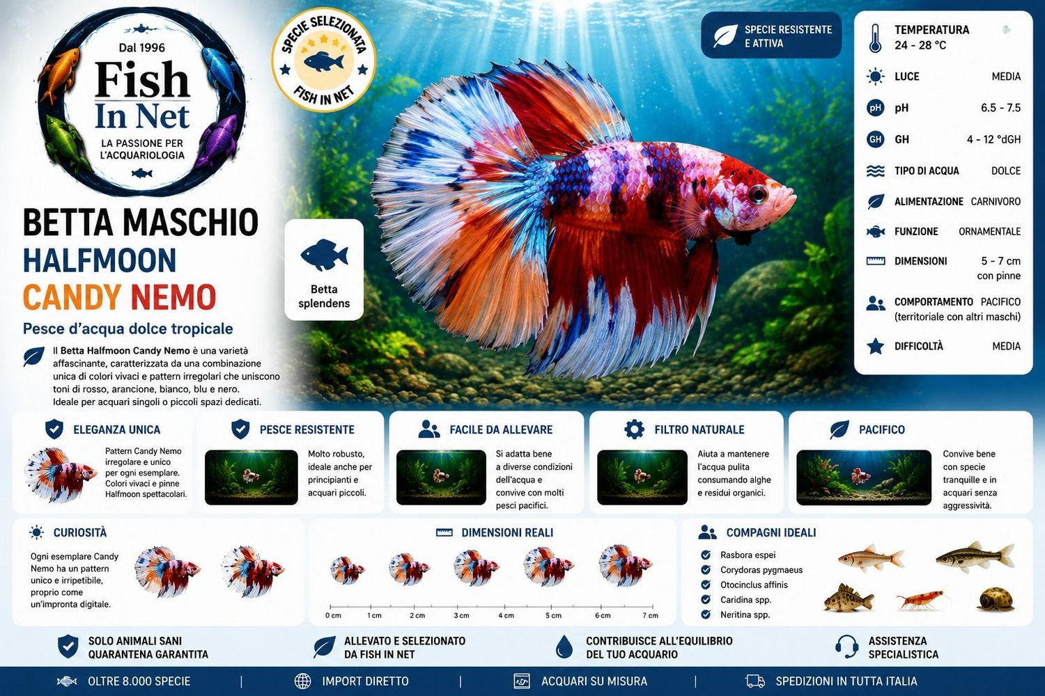 BETTA MASCHIO HALFMOON CANDY NEMO BETTA MASCHIO HALFMOON CANDY NEMO