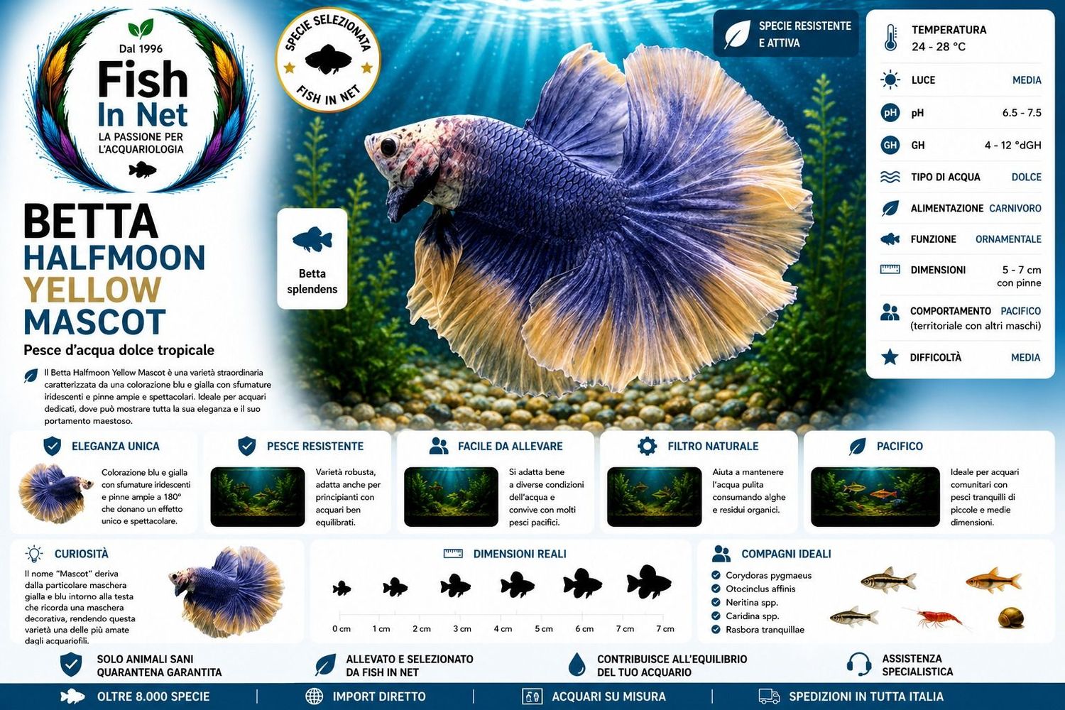 BETTA MASCHIO HALFMOON YELLOW MASCOT BETTA MASCHIO HALFMOON YELLOW MASCOT