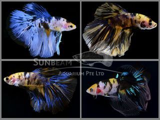 BETTA MASCHIO HALFMOON TIGER KOI