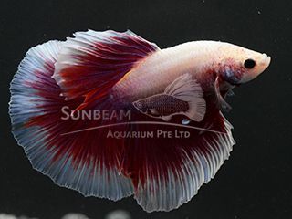 BETTA MASCHIO HALFMOON BUTTERFLY  PINK