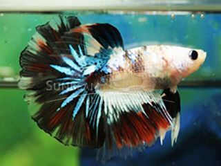 BETTA MASCHIO HALFMOON FANCY