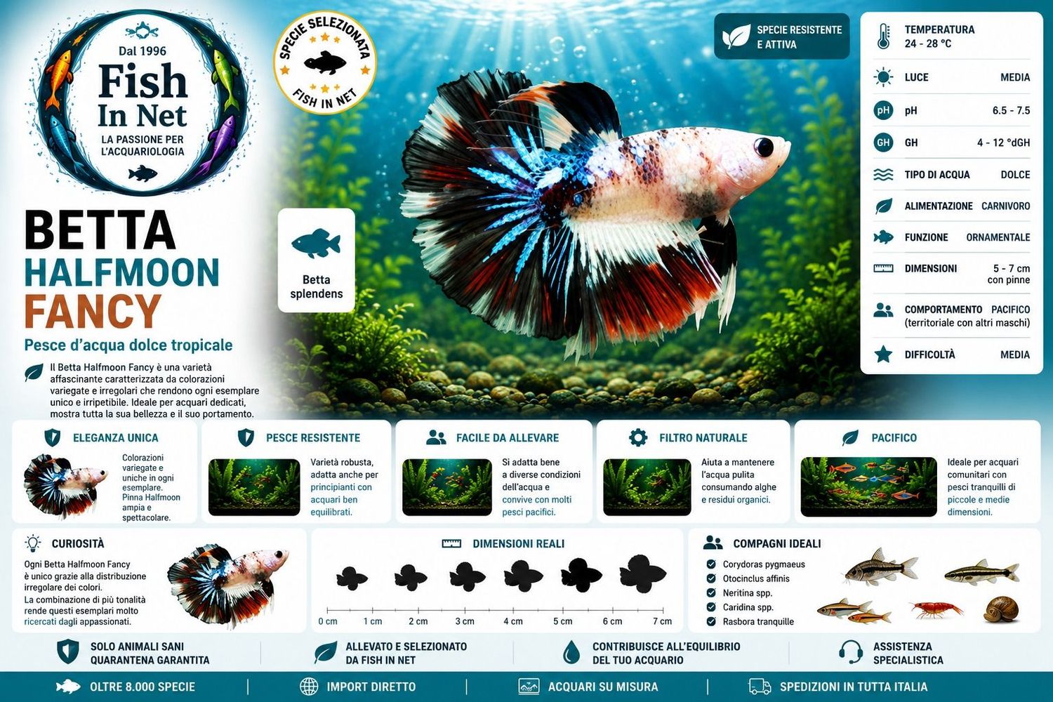 BETTA MASCHIO HALFMOON FANCY BETTA MASCHIO HALFMOON FANCY