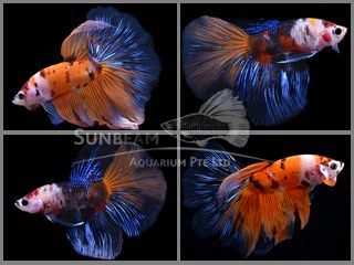 BETTA MASCHIO HALFMOON KOI