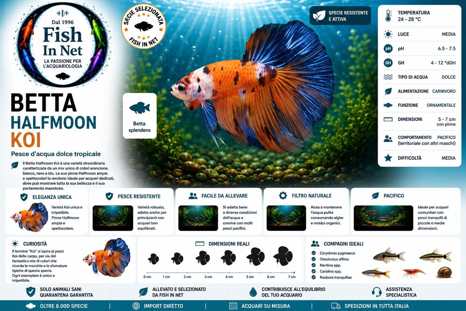 BETTA MASCHIO HALFMOON KOI BETTA MASCHIO HALFMOON KOI