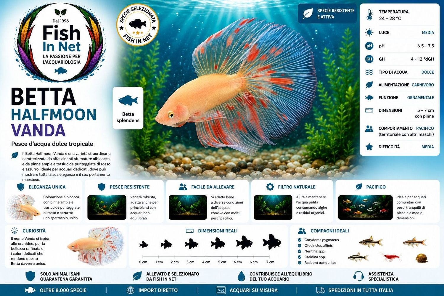 BETTA MASCHIO HALFMOON VANDA BETTA MASCHIO HALFMOON VANDA