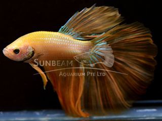 BETTA MASCHIO HALFMOON YELLOW