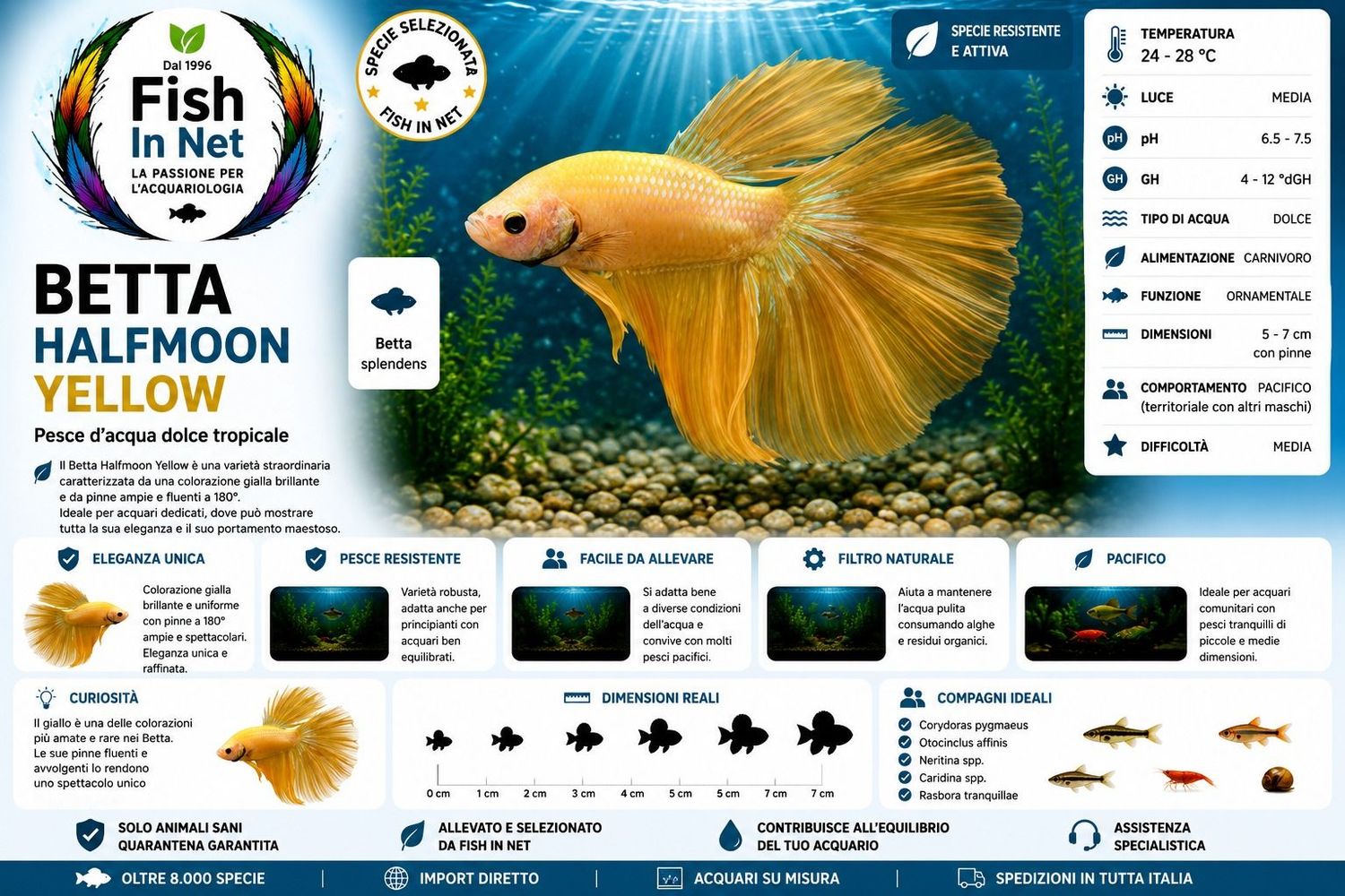 BETTA MASCHIO HALFMOON YELLOW