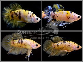 BETTA MASCHIO PLAKAT KOI TIGER